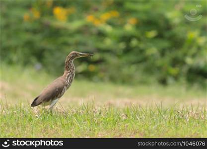 Pond-Heron (Ardeola) standing on green grass in the park. Copy space wallpaper.