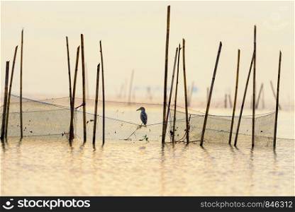 Pond Heron Bird on the net are looking for fish as food at Songkhla Lake with reflect the golden light during sunrise at Pakpra canal, Baan Pak Pra, Phatthalung, Thailand. Pond Heron Bird on the net are looking for fish as food
