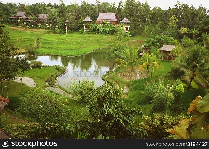 Pond in a formal garden, Chiang Mai, Thailand