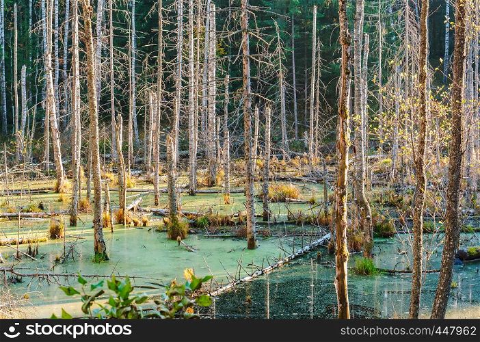 pond in the forest, autumn landscape and swamp. autumn landscape and swamp, pond in the forest