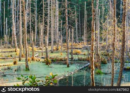 pond in the forest, autumn landscape and swamp. autumn landscape and swamp, pond in the forest