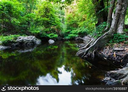 Pond in the forest landscape