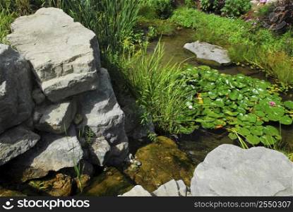 Pond landscaping with aquatic plants and natural rocks