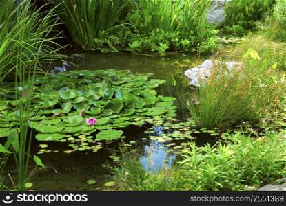 Pond landscaping with aquatic plants and water lilies