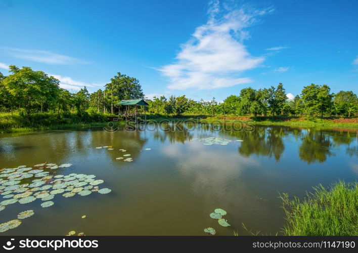 pond lotus water lily / landscape of lake with pavilion riverside on bright day blue sky