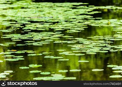 Pond of many water lilies floating on surface receding into blurred distance.