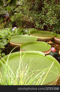 pond of water lilies in a park and garden of watery plants