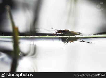 pond skater