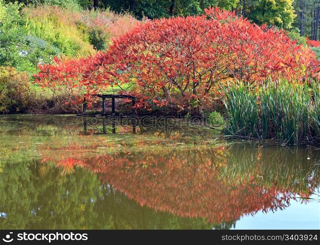 Pond water surface with reflection of colorful red bush in autumn park