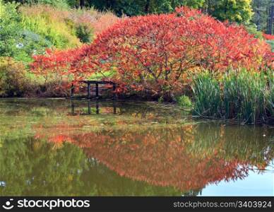 Pond water surface with reflection of colorful red bush in autumn park