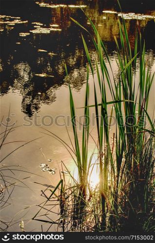 pond with cattail in autumn in back light