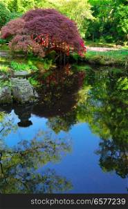 pond with green grass and blooming trees in japanese garden in The Hague, Netherlands. japanese garden in The Hague