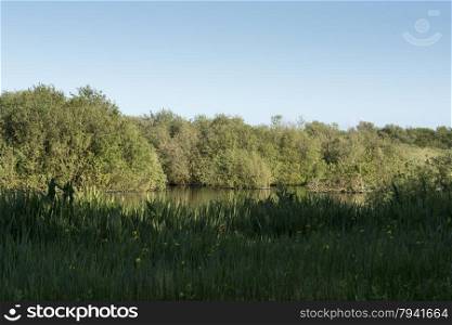 pond with green grass in wild landscape Holland