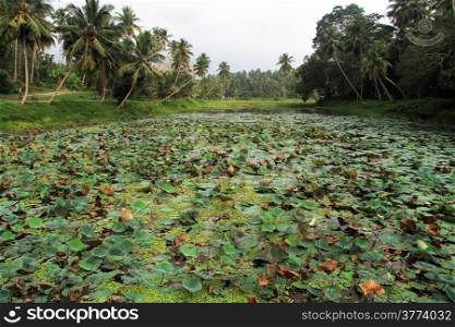 Pond with lotuses and palm trees in Sri Lanka