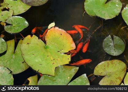 Pond with red fish and water lily plant leaves.