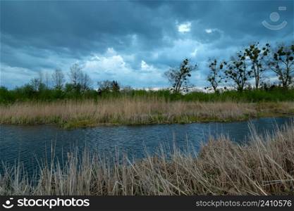 Pond with reeds and cloudy sky, Stankow, Lubelskie, Poland