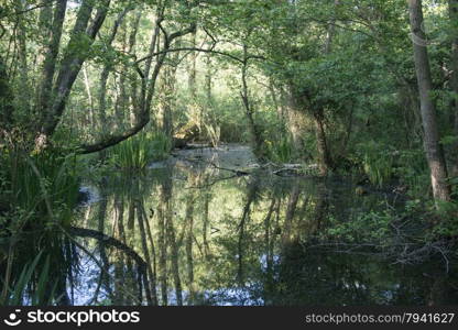 pond with water inside the green forest