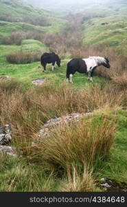 Ponies in foggy landscape over Dartmoor National Park with rocky detail