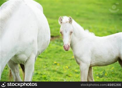 pony cream foal in the meadow