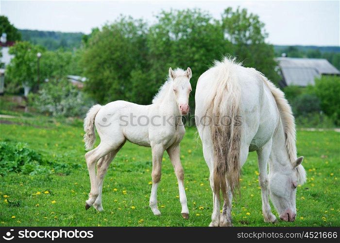 pony cream foal with mom in green grass meadow