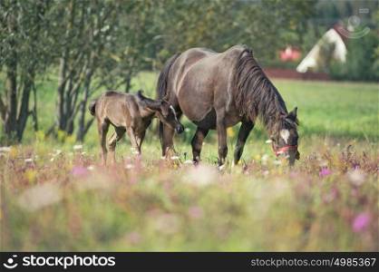 pony foal with mom in the meadow