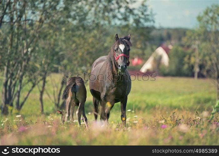 pony foal with mom in the meadow