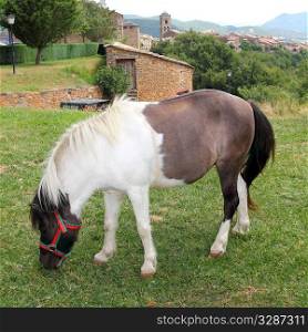 Pony horse grazing meadow in Ainsa Pyrenees Aragon Huesca Spain