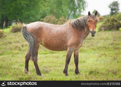 pony in the new forest national park in the UK