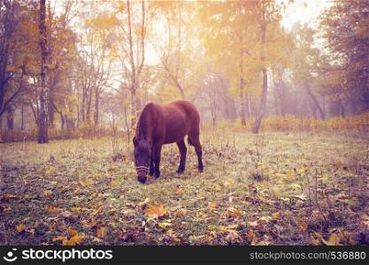 pony standing on forest