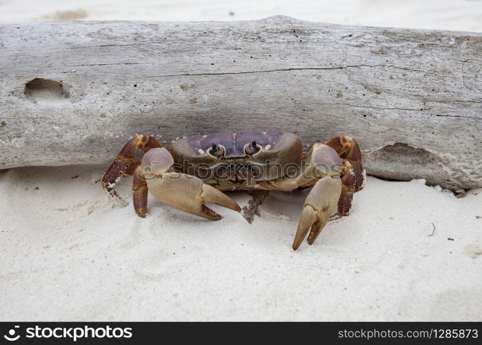 poo kai crab in koh ta chai island similan marine national park in andaman sea southern of thailand