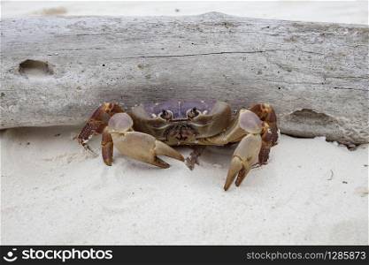 poo kai crab in koh ta chai island similan marine national park in andaman sea southern of thailand