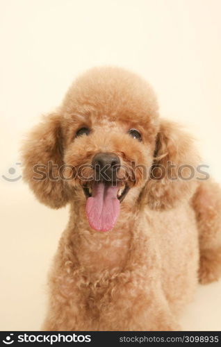 Poodle