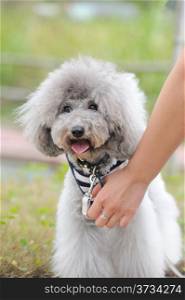 Poodle dog playing with its master
