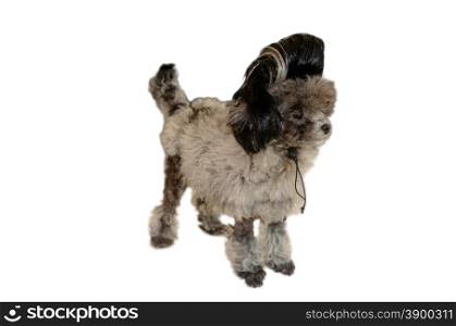 Poodle puppy wearing a wig.