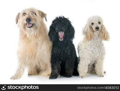 poodles and pyrenean shepherd in front of a white background