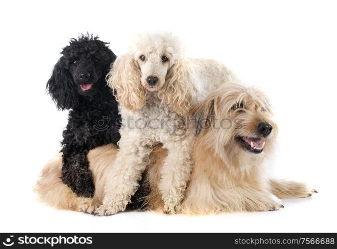poodles and pyrenean shepherd in front of a white background