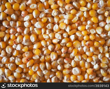 Pop corn maize. Pop corn maize useful as a background