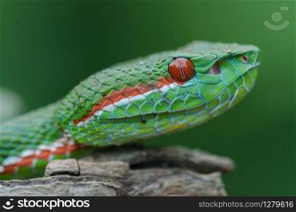 Pope&rsquo;s Green Pitviper snake (Trimeresurus [Popeia] popeiorum) in forest Thailand