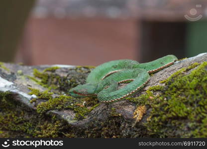 Pope&rsquo;s Green Pitviper snake (Trimeresurus [Popeia] popeiorum) in forest Thailand