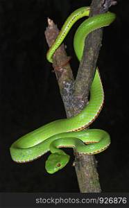 Pope's Pit Viper, Trimeresurus popeiorum, is generally encountered at night above an elevation of 800 metres. A venomous pit viper, Khellong, Arunachal Pradesh, India