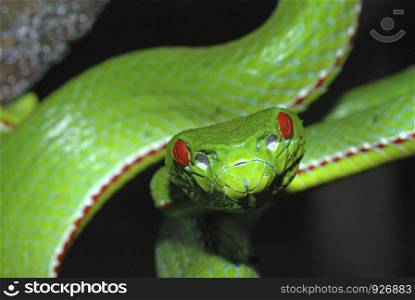 Pope's Pit Viper, Trimeresurus popeiorum, is generally encountered at night above an elevation of 800 metres. A venomous pit viper, Khellong, Arunachal Pradesh, India