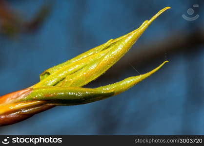 Poplar born fast-growing trees in the family Salicaceae