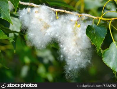 Poplar fluff on the branch among green leaves