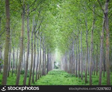 Poplar fustigate trees growing in rows, summer season. North Italy, Europe.