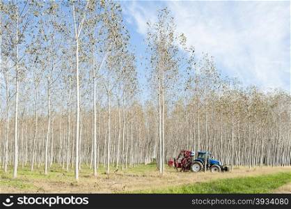 Poplar grove.&#xA;Tractor with machinery for pruning branches