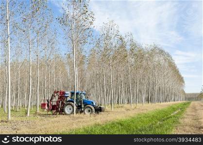 Poplar grove.&#xA;Tractor with machinery for pruning branches