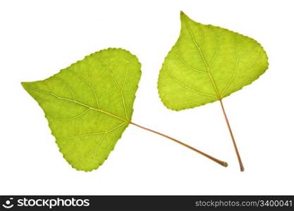 Poplar leaf isolated on the white