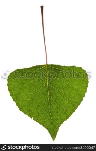 Poplar leaf isolated on the white