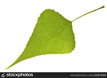 Poplar leaf isolated on white