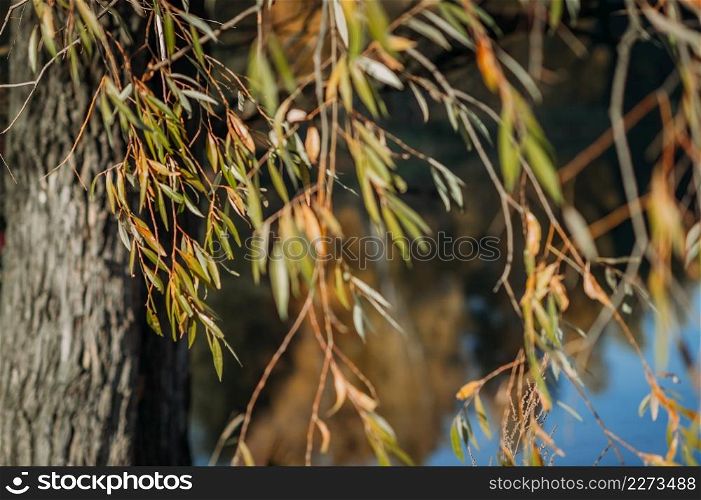 Poplar on the shore of the pond.. Poplar leaves on the background of a pond 4246.